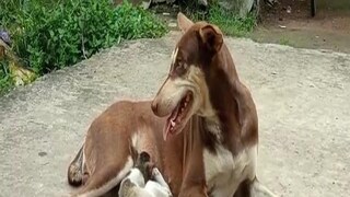 মাতৃত্বের এক অনন্য ছবি তুলে ধরছে দুই পশু