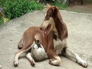মাতৃত্বের এক অনন্য ছবি তুলে ধরছে দুই পশু