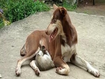 মাতৃত্বের এক অনন্য ছবি তুলে ধরছে দুই পশু