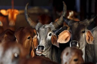 প্রতীকী ছবি৷ 