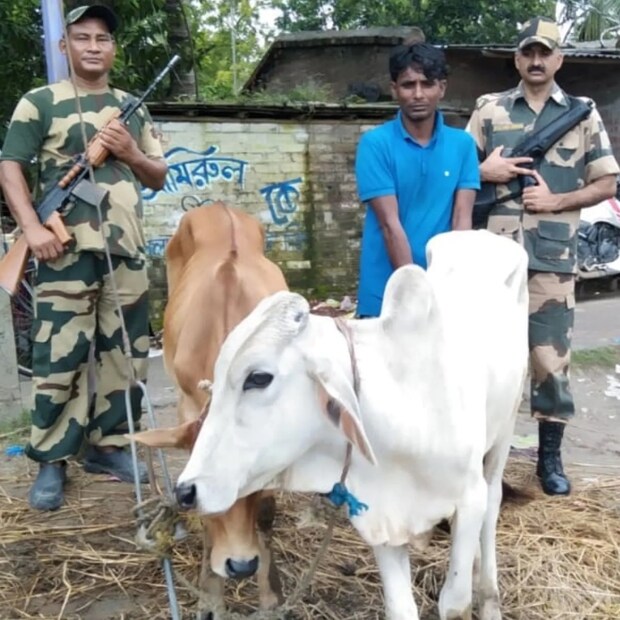 সিবিআই সূত্রে খবর, এই সময়ের মধ্যে পাচারের অভিযোগে প্রায় কুড়ি হাজার গরু ধরা পড়ে৷  কিন্তু পাচারের অভিযোগে কাউকেই গ্রেফতার করা হয়নি৷  বিএসএফ-এর নিয়ম মতো এই সব গরুকেই নিলামে তোলা হয়৷ কিন্তু গরুগুলিকে বাছুর হিসেবে দেখানো হয়, ফলে সেগুলির দাম কমে যেত৷ তথ্য- অমিত সরকার