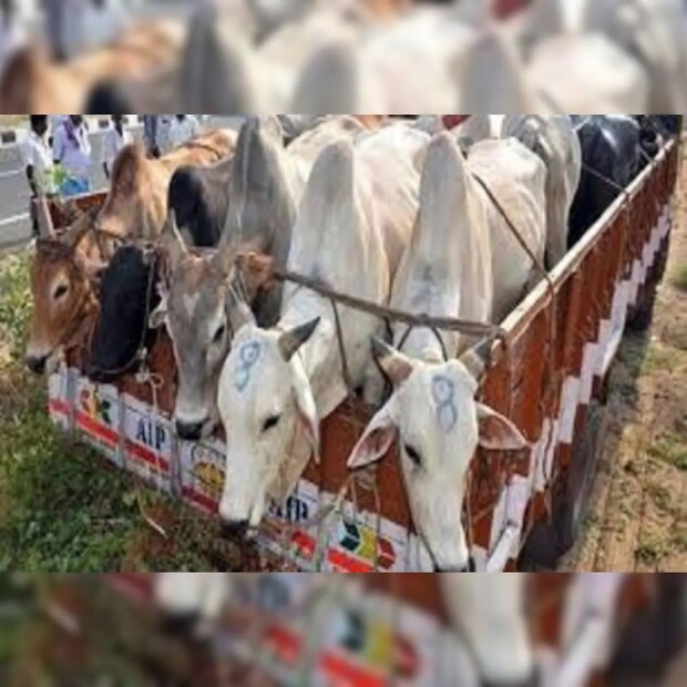 প্রথমত, লরি করে গরু বীরভূম জেলায় প্রবেশের জন্য টাকা আদায় করা হত৷ তার পরে আবার ইলামবাজার হাট থেকে সীমান্ত পার করতে সেফ প্যাসেজ করে দেওয়া বাবদ টাকা। তথ্য- অমিত সরকার