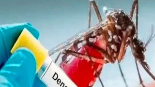 ডেঙ্গি নিয়ে উদ্বিগ্ন নবান্ন ডেঙ্গি নিয়ে উদ্বিগ্ন নবান্ন