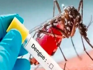 ডেঙ্গি নিয়ে উদ্বিগ্ন নবান্ন