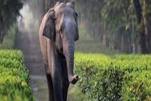 রাতের শহর দাপিয়ে বেড়াল হাতি, বাইকে মারল লাথি রাতের শহর দাপিয়ে বেড়াল হাতি, বাইকে মারল লাথি