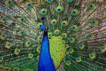 স্বপ্নে শনিদেব-ময়ূর-সাপের লড়াই দেখছেন! বিরাট বড় বড় ঘটনা জীবনকে তোলপাড় করবে