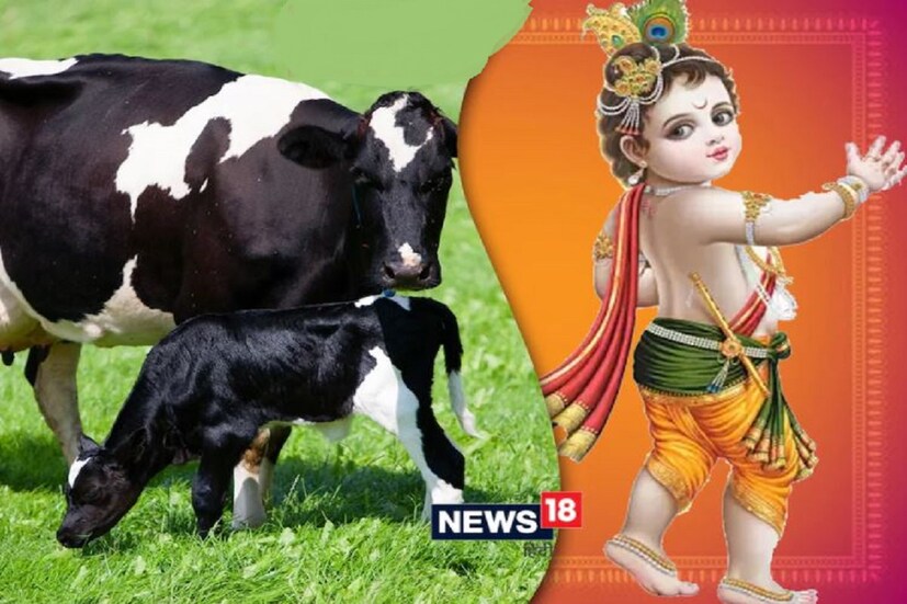 গরু: ভগবান শ্রীকৃষ্ণের শৈশব কাটে গো বলয়ে৷ গরুর সেবায়। এ কারণে গরুর প্রতি তার খুব অনুরাগ। তাই জন্মাষ্টমীর দেওয়া ভোগ গরুর খাঁটি ঘি দিয়ে তৈরি করতে হবে এবং জন্মাষ্টমীর পুজোয় গরুর মূর্তি রাখতে পারেন।