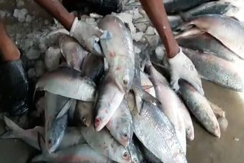 এই মরশুমে ইলিশ পড়েছে যথেচ্ছই বাঙালির পাতে। দেশের দীঘা, ওড়িশা, ইত্যাদি থেকে সমুদ্রের ইলিশ এসে পৌঁছেছে বাজারে বাজারে। কিন্তু পদ্মার ইলিশের স্বাদ এবং চাহিদা দুই আলাদা।