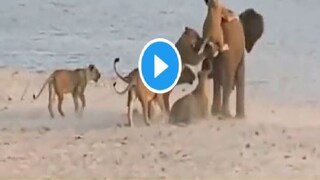 lone elephant fights for his life against 14 lionesses-- Photo Courtesy- Twitter Video Garb 