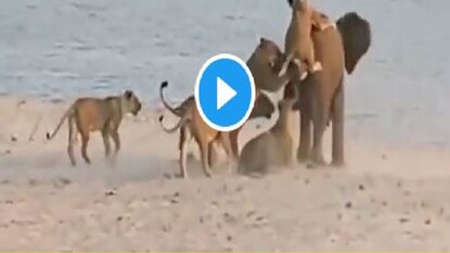 lone elephant fights for his life against 14 lionesses-- Photo Courtesy- Twitter Video Garb lone elephant fights for his life against 14 lionesses-- Photo Courtesy- Twitter Video Garb
