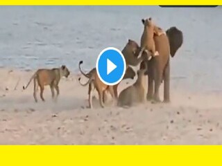 lone elephant fights for his life against 14 lionesses-- Photo Courtesy- Twitter Video Garb 