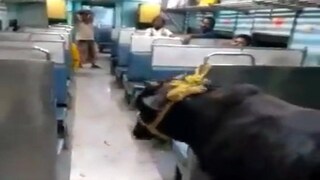 ভাইরাল ভিডিও দেখে চক্ষু চড়কগাছ