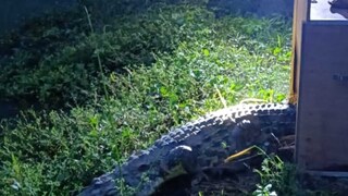 চিতাশাবক জন্মের পর ফের নতুন অতিথি! খুশির আবহ রমনাবাগান অভয়ারণ্যে চিতাশাবক জন্মের পর ফের নতুন অতিথি! খুশির আবহ রমনাবাগান অভয়ারণ্যে