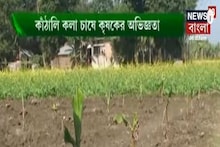 Annadata: লাভজনক উপায়ে কাঁঠালি কলা চাষ করবেন কী ভাবে? জেনে নিন পদ্ধতি