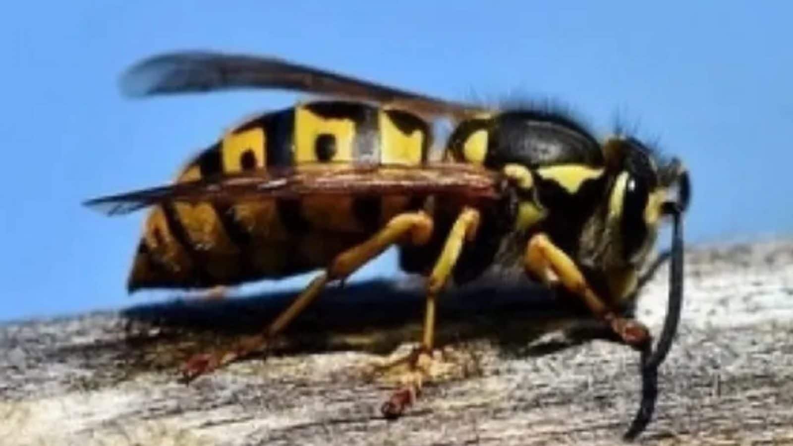 জার্মান বোলতার দাপট! তীব্র গরমের মধ্য়েই পতঙ্গের আক্রমণে কেলেঙ্কারি ব্রিটেনে