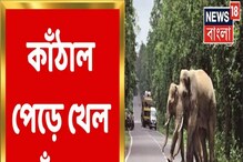 নয়াগ্রামে ফের তাণ্ডব দলছুট দাঁতালের, গাছ থেকে কাঁঠাল পেড়ে খেল হাতিরা, ভিডিও নয়াগ্রামে ফের তাণ্ডব দলছুট দাঁতালের, গাছ থেকে কাঁঠাল পেড়ে খেল হাতিরা, ভিডিও