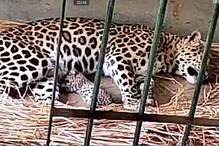 কালী ও ধ্রুবর ঘরে এল ফুটফুটে সন্তান, বর্ধমানের মিনি জু-তে খুশির হাওয়া কালী ও ধ্রুবর ঘরে এল ফুটফুটে সন্তান, বর্ধমানের মিনি জু-তে খুশির হাওয়া