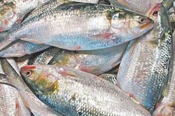 পুজোর আগেই বঙ্গে এলো পদ্মার ইলিশ