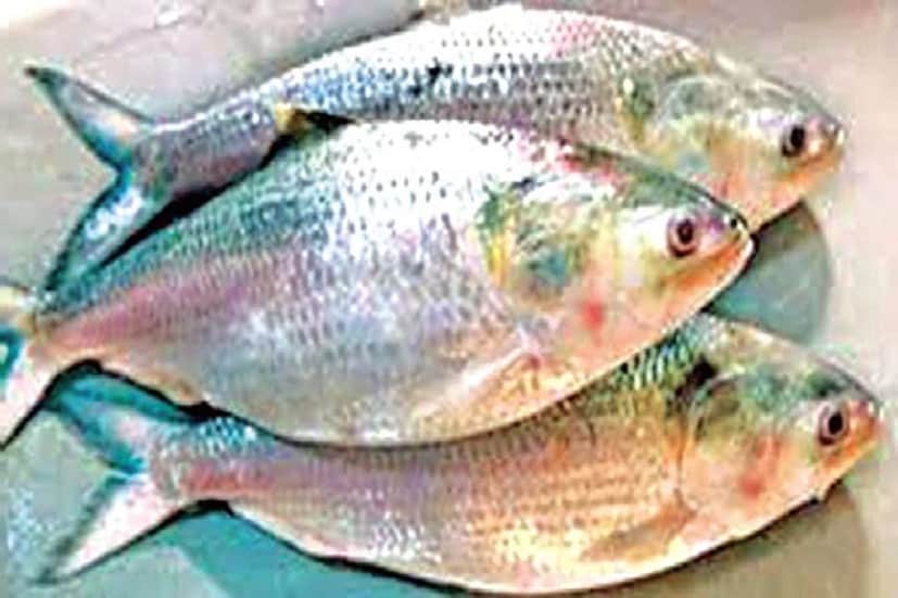 এদিন বাংলাদেশ থেকে পেট্রাপোল সীমান্ত দিয়ে দুটি ট্রাকে করে আট টন ইলিশ মাছ পশ্চিমবঙ্গে এসেছে। পেট্রাপোলে ক্লিয়ারিং এজেন্টদের সম্পাদক কার্তিক চক্রবর্তী বলেন, 'বাংলাদেশে আরও কিছু গাড়ি যানজটের জেরে দাঁড়িয়ে আছে। ওই মাছও ভারতে আসবে। প্রতীকী ছবি ৷