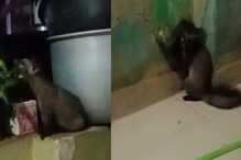 কবরে মৃতদেহের মাংস খুবলে খায়! ভয়ানক প্রাণী ঢুকে পড়ল লোকালয়ে, আতঙ্ক কবরে মৃতদেহের মাংস খুবলে খায়! ভয়ানক প্রাণী ঢুকে পড়ল লোকালয়ে, আতঙ্ক