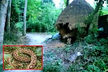 সাপের আতঙ্ক! বাড়ি থেকে বাইরে যেতে আতঙ্কে কাঁপছেন গ্রামবাসীরা সাপের আতঙ্ক! বাড়ি থেকে বাইরে যেতে আতঙ্কে কাঁপছেন গ্রামবাসীরা