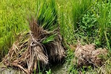 গাছের গোড়ায় পচন,পোকার উপদ্রব,আমন ধান চাষে ক্ষতি আলিপুরদুয়ার জেলায় গাছের গোড়ায় পচন,পোকার উপদ্রব,আমন ধান চাষে ক্ষতি আলিপুরদুয়ার জেলায়