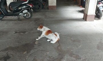 আবাসনে