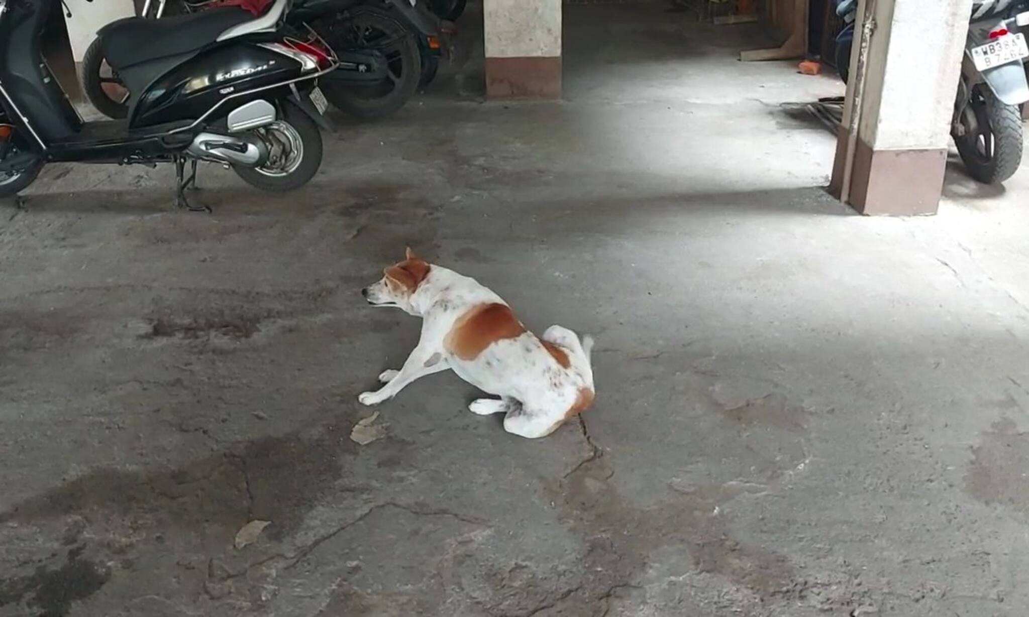 West Burdwan News : কুকুর মারতে হাতে বন্দুক তুলে নিলেন বৃদ্ধ! তুলকালাম কাণ্ড , সিসিটিভি বন্দি ঘটনা!