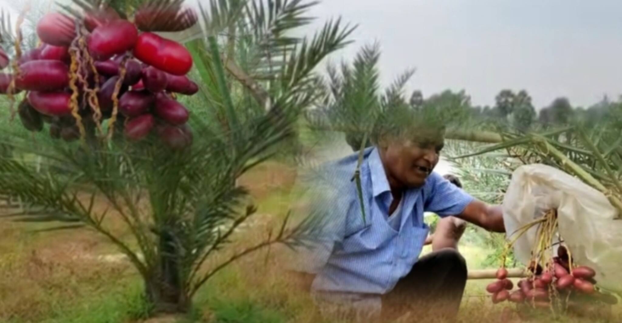 Malda News: আরবি খেজুর ফলছে উত্তরবঙ্গে, রইল লাভজনক এই চাষের হদিশ