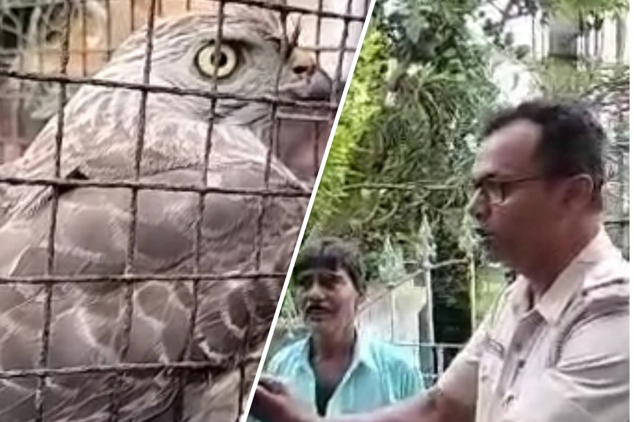 South 24 Parganas News: জয়নগরে এক তরুণীর চেষ্টায় প্রাণে বাঁচল একটি বাজপাখি