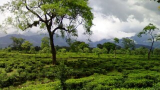 চা সুন্দরীর কাজ দ্রুত এগোচ্ছে, শ্রমিকদের কাছে আশ্বাস নেতৃত্বের চা সুন্দরীর কাজ দ্রুত এগোচ্ছে, শ্রমিকদের কাছে আশ্বাস নেতৃত্বের