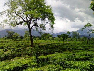 চা সুন্দরীর কাজ দ্রুত এগোচ্ছে, শ্রমিকদের কাছে আশ্বাস নেতৃত্বের চা সুন্দরীর কাজ দ্রুত এগোচ্ছে, শ্রমিকদের কাছে আশ্বাস নেতৃত্বের