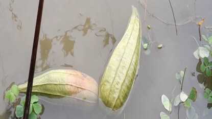 নিজস্ব ছবি ৷ নিজস্ব ছবি ৷