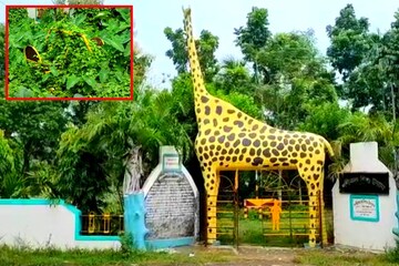 জিরাফ