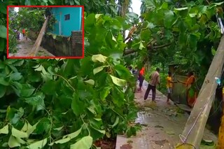 গাছ পরে সংযোগ বিচ্ছিন্ন বিদ্যুতের