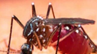 সব এলাকায় বাড়ছে আক্রান্তের সংখ্যা, পুজোর আগে উদ্বেগ বাড়াচ্ছে ডেঙ্গু সব এলাকায় বাড়ছে আক্রান্তের সংখ্যা, পুজোর আগে উদ্বেগ বাড়াচ্ছে ডেঙ্গু