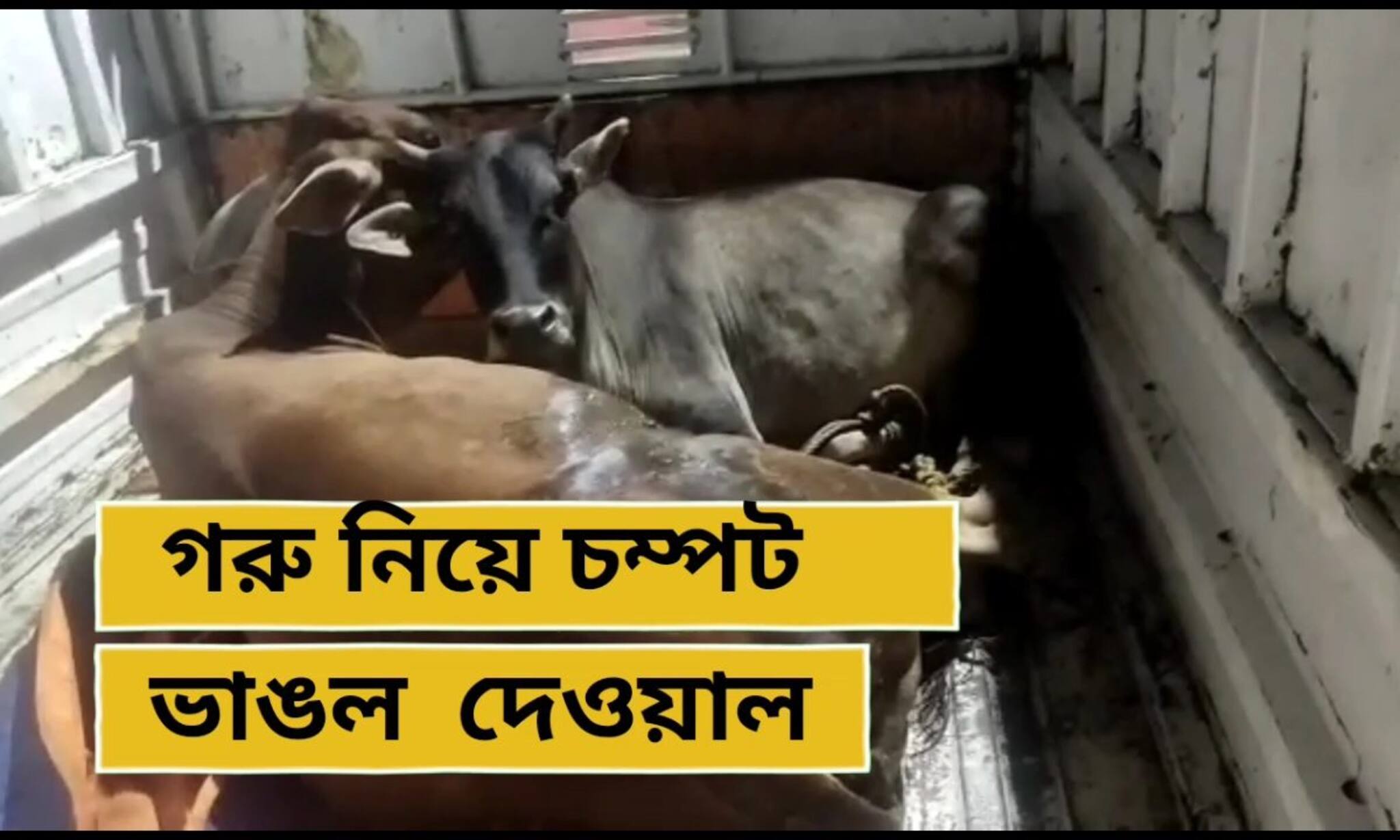 West Burdwan News : পুলিশের তাড়া খেয়ে মহাবিপদে গরু পাচারকারী