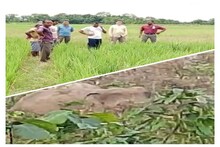 বেড়েই চলেছে হাতির হানা! ধানক্ষেত নষ্ট আলিপুরদুয়ার ২ ব্লকের বাকলা এলাকায়