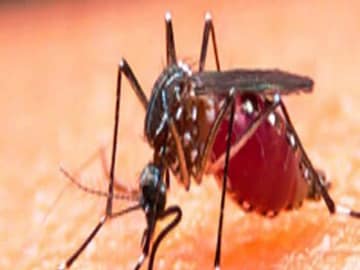 ডেঙ্গি নিয়ে বাড়ছে উদ্বেগ 