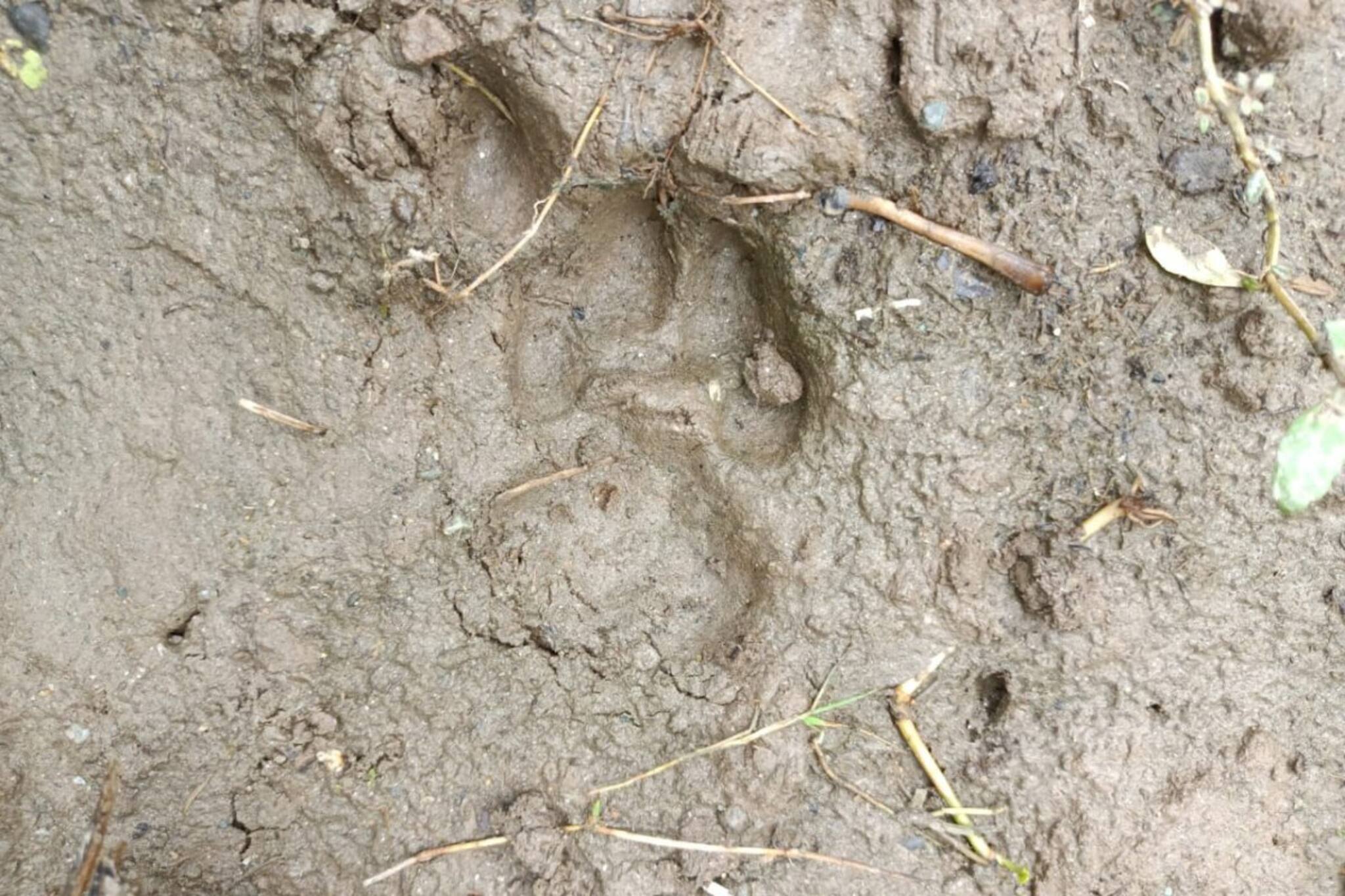 Jalpaiguri News: জঙ্গল ছেড়ে লোকালয়ে বাঘ, আতঙ্ক ধূপগুড়ির পশ্চিম ডাউকিমারী এলাকায়