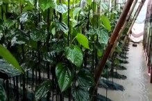 টানা বৃষ্টিতে ক্ষতিগ্রস্ত হওয়ায় সরকারি সাহায্যের দাবি জানালেন পান চাষিরা টানা বৃষ্টিতে ক্ষতিগ্রস্ত হওয়ায় সরকারি সাহায্যের দাবি জানালেন পান চাষিরা