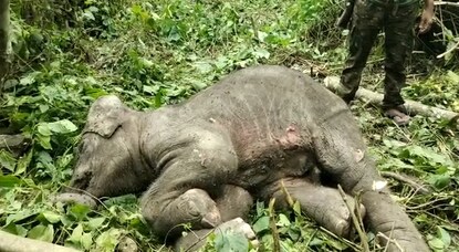 হস্তিশাবকের দেহ পড়ে রয়েছে