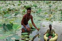 পুজোর আগে লোকসানের মুখে পূর্ব বর্ধমানের পদ্মচাষীরা পুজোর আগে লোকসানের মুখে পূর্ব বর্ধমানের পদ্মচাষীরা