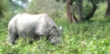 জলদাপাড়ায় বাড়ল গণ্ডারের সংখ্যা! খুশির হাওয়া বন-দফতরে! জানুন গণনার ফলাফল