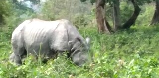 জলদাপাড়ার জঙ্গলে গণ্ডার