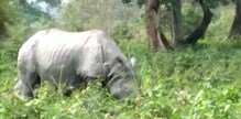 জলদাপাড়ায় বাড়ল গণ্ডারের সংখ্যা! খুশির হাওয়া বন-দফতরে! জানুন গণনার ফলাফল