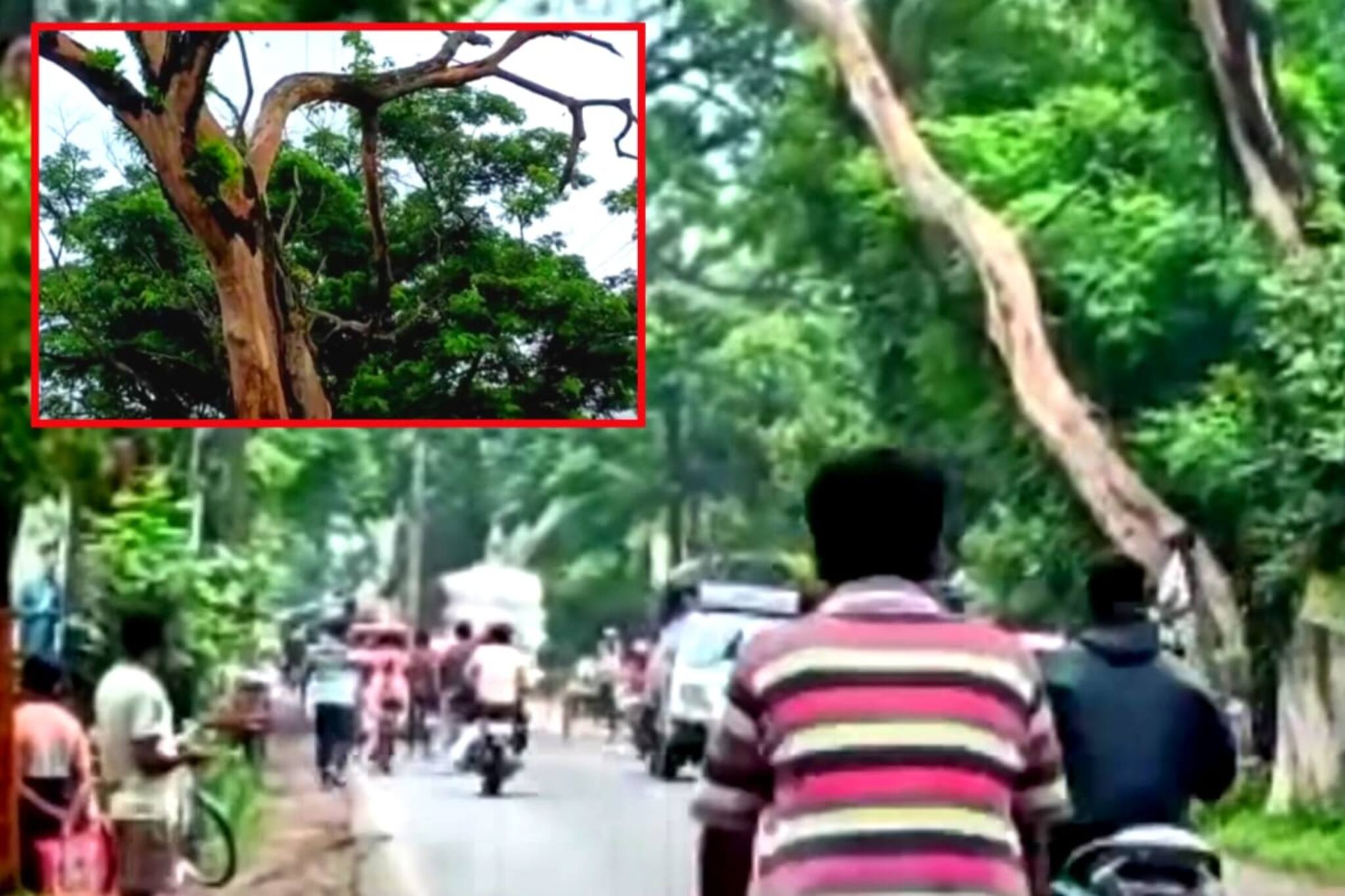 যশোর রোডের উপর গাছের মরা ডাল এখন পথচারীদের আতঙ্কের কারণ!