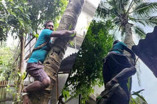 গাছে উঠে ফল পেড়ে দেওয়াই পেশা বিজয়ের! গাছে উঠে ফল পেড়ে দেওয়াই পেশা বিজয়ের!