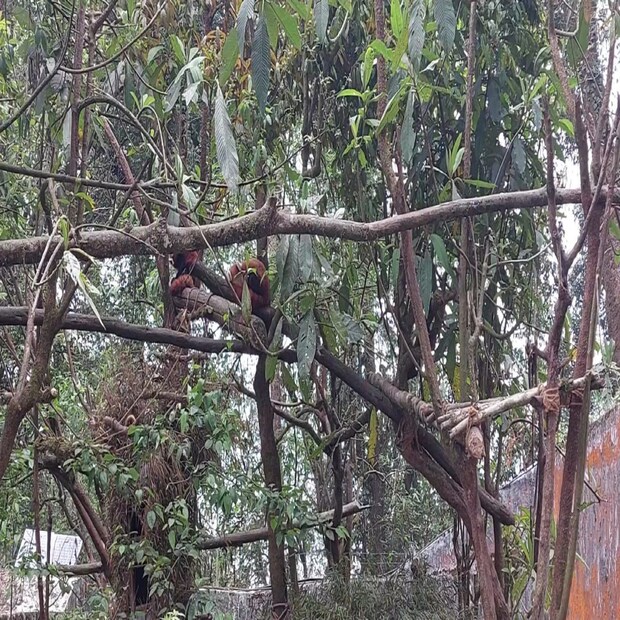 এছাড়া স্নো লেপার্ডের প্রজনন হয় ১৯৮৩ সাল থেকে। ১৯৫৮ সালে ৬৭ একর জমির ওপর এই চিড়িয়াখানা তৈরি করা হয়। 