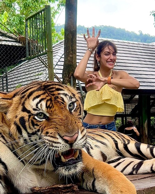 বাঘকে দেখেই থাবা দেখালেন নুসরত। বাঘ বেচারা কী আর করে! অসহায় চোখে তাকিয়ে সে! ফি ফি আইল্যান্ডে বেড়াতে গিয়ে বাঘের সঙ্গে বন্ধুত্ব করলেন যশ-রত।  (photo source Instagram)